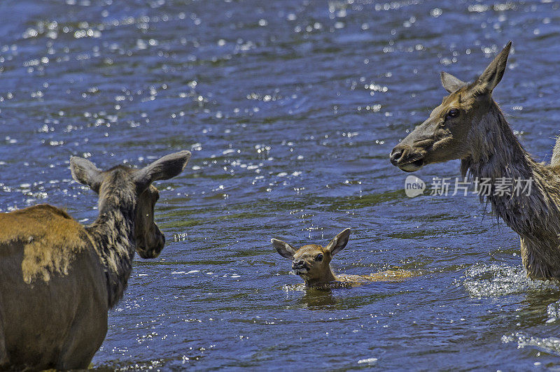 麋鹿(Cervus canadensis)是麋鹿科或鹿科最大的物种之一。黄石国家公园，怀俄明州。麋鹿妈妈和小鹿渡过麦迪逊河，看着小鹿安然无恙。